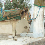 anes à Santorin