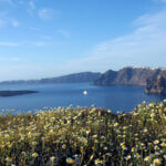 fleurs sur la falaise de Santorin