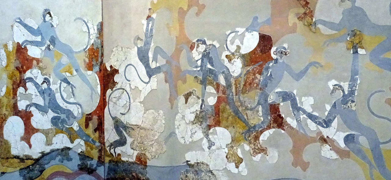 singes bleus Akrotiri