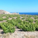 Vignoble de Santorin