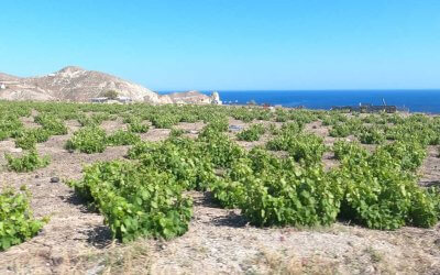 Blog 49 Découverte de Santorin à travers ses vignes